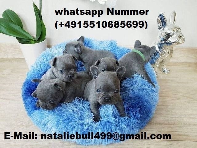 Französische Bulldoggen Welpen Rüden und Hündinnen,,