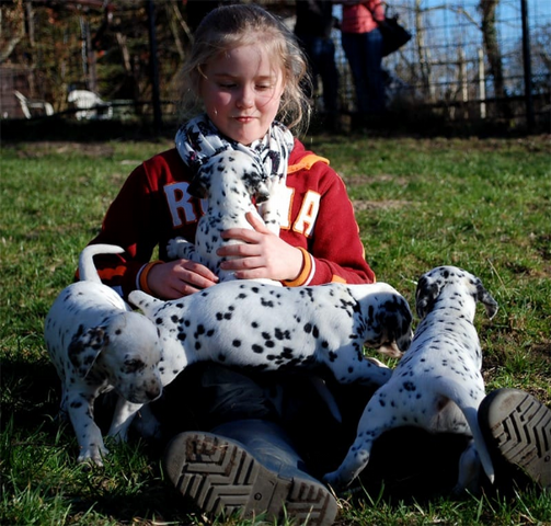 Reinrassiger Dalmatiner Welpen ,,