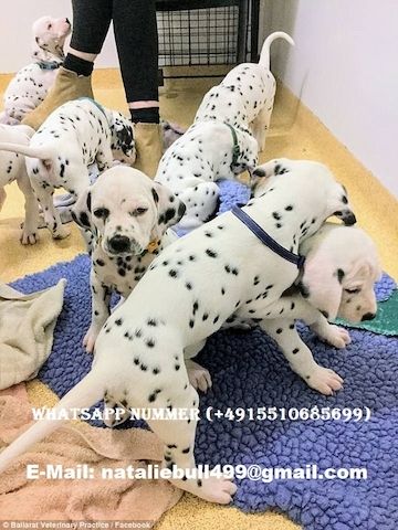 Reinrassiger Dalmatiner Welpen ,,