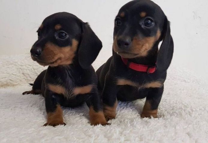 Dobermannwelpen für ein neues Zuhause ,,