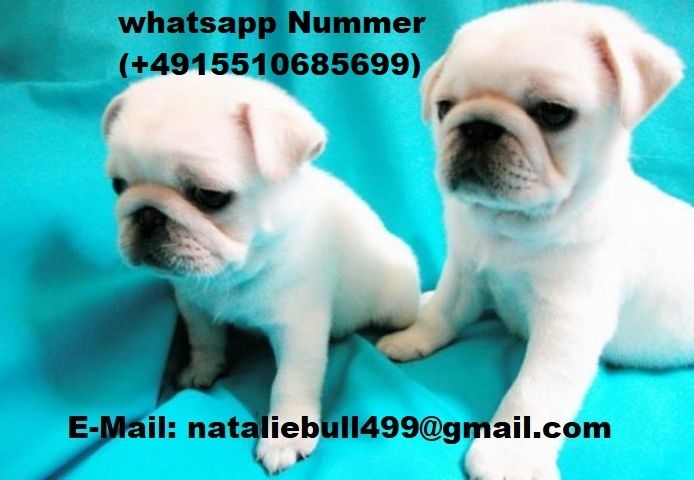 Mops welpen suchen neues Zuhause ,,