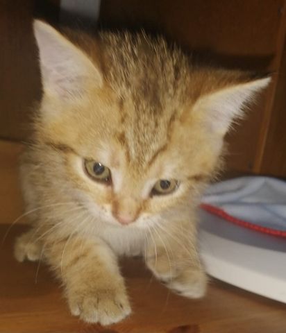 5 wunderschöne aktive BKH Kitten können ausziehen!!