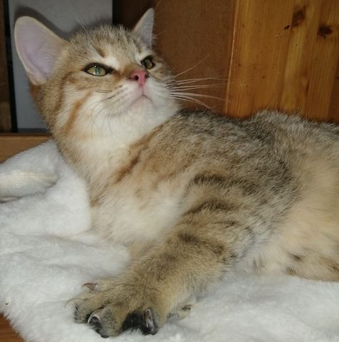 5 wunderschöne aktive BKH Kitten können ausziehen!!