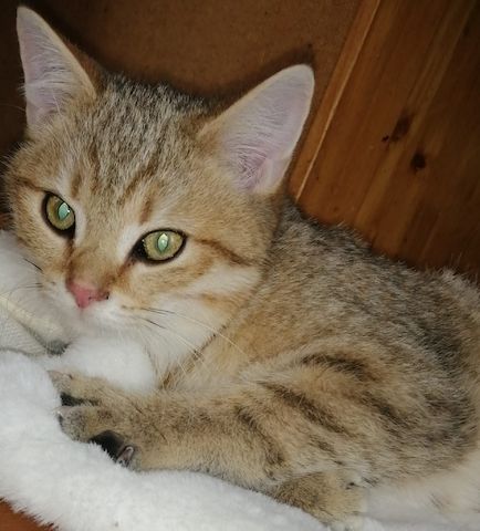 5 wunderschöne aktive BKH Kitten können ausziehen!!