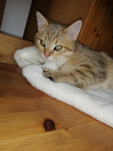 5 wunderschöne aktive BKH Kitten können ausziehen!!