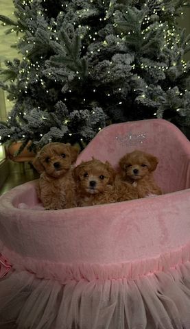Maltipoo-Welpen, WhatsApp unter: +32466904075