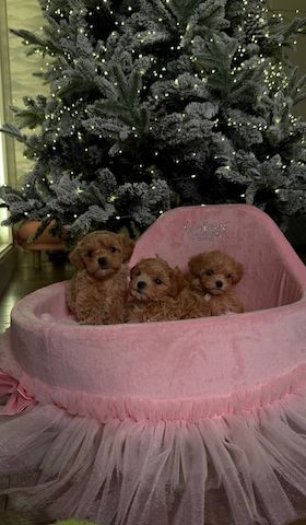 Maltipoo-Welpen, WhatsApp unter: +32466904075