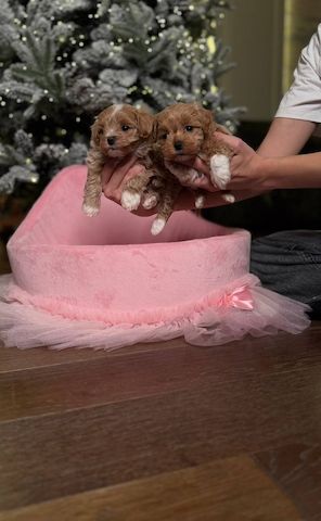 Maltipoo-Welpen, WhatsApp unter: +32466904075