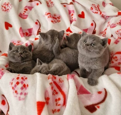 Britische Kurzhaar-Kätzchen zur Adoption