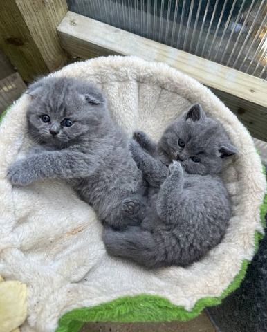 Britische Kurzhaar-Kätzchen zur Adoptioncc