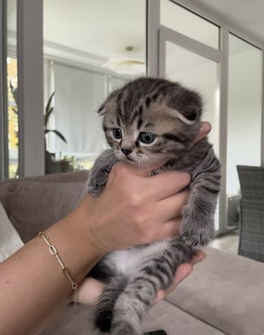 Katzen kitten Baby Katzen