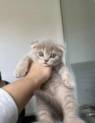 Katzen kitten Baby Katzen