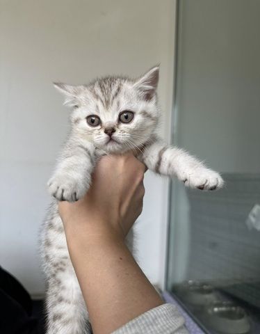 Katzen kitten Baby Katzen