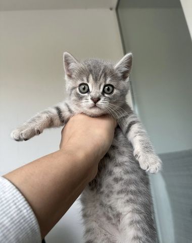 Katzen kitten Baby Katzen