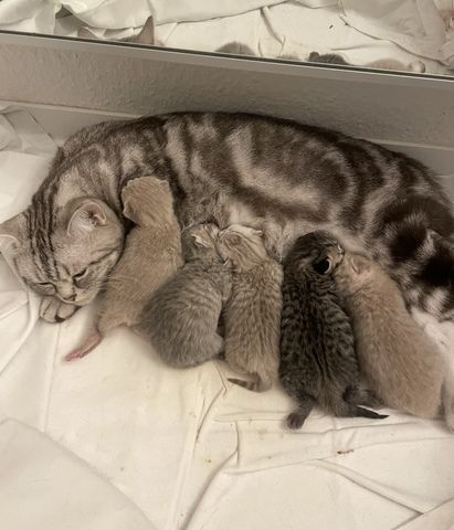 Katzen kitten Baby Katzen