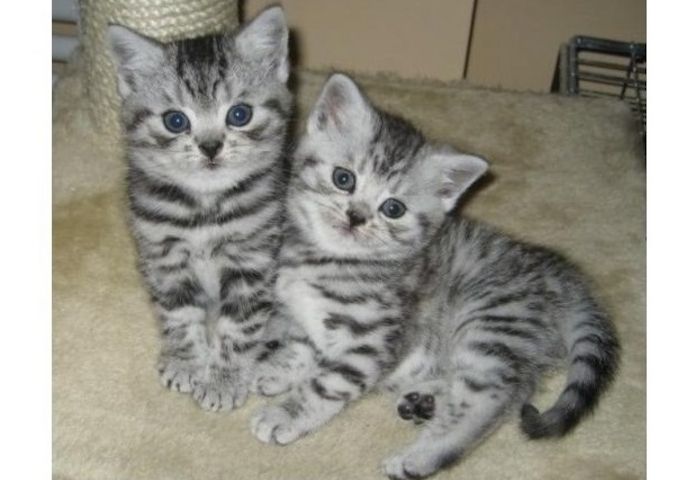 BKH Britisch Kurzhaar Katzen mit Stammbaum