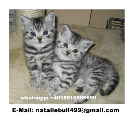 BKH Britisch Kurzhaar Katzen mit Stammbaum