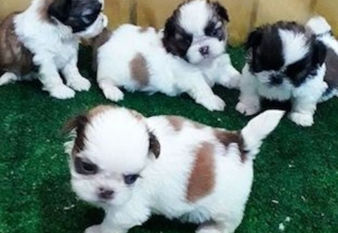 Wunderschöne Shih Tzu Welpen