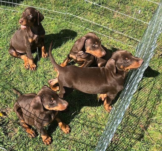 Süße Dobermann-Welpen