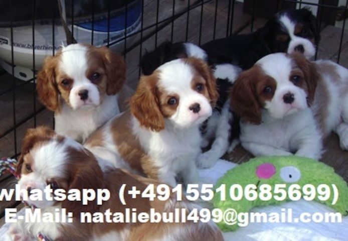 Cavalier King Charles Spaniel welpen
