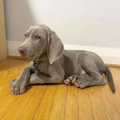 Weimaranerwelpen