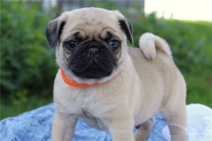 Wunderschöne Mops-Welpen