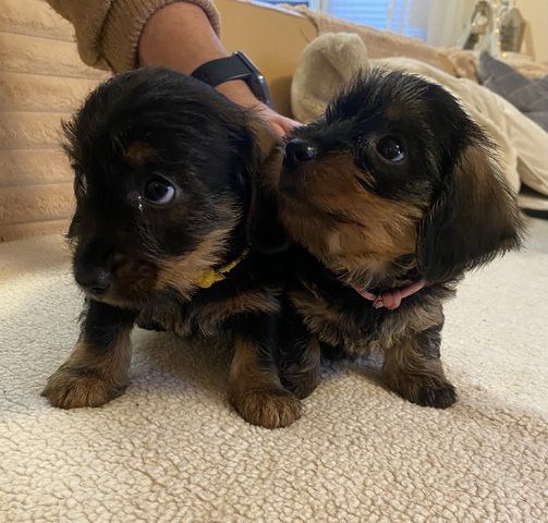 Zuckersüße Dackel-Yorki-Welpen