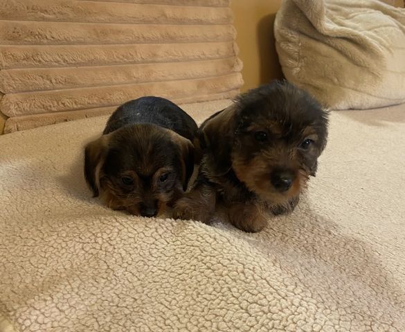 Zuckersüße Dackel-Yorki-Welpen