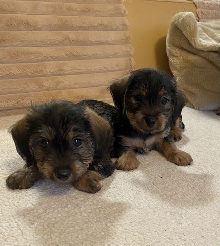 Zuckersüße Dackel-Yorki-Welpen