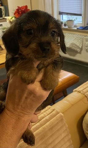 Zuckersüße Dackel-Yorki-Welpen