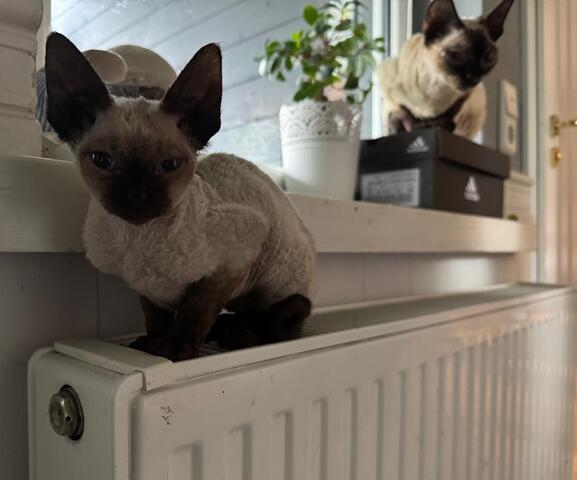 Devon Rex Kätzchen