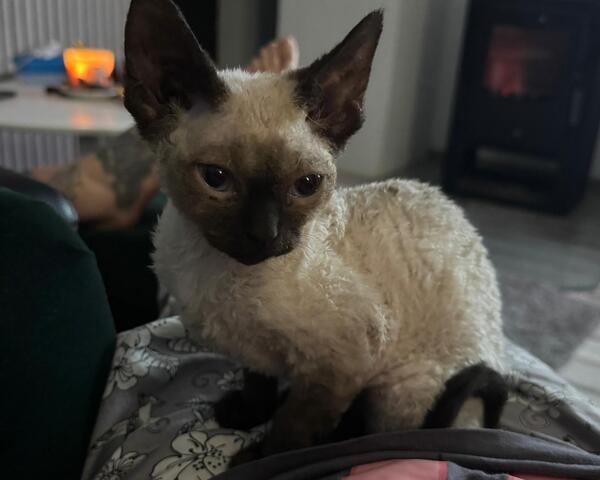 Devon Rex Kätzchen