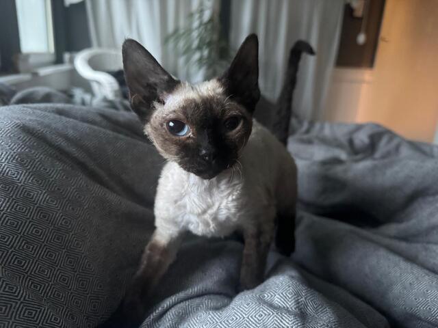 Devon Rex Kätzchen
