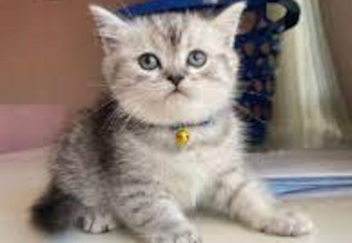 Britisch Kurzhaar (männlich und weiblich) gesucht