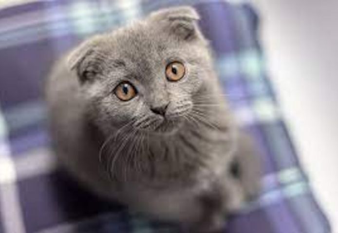 BHK Britisch Kurzhaar Rüden und Hündinnen