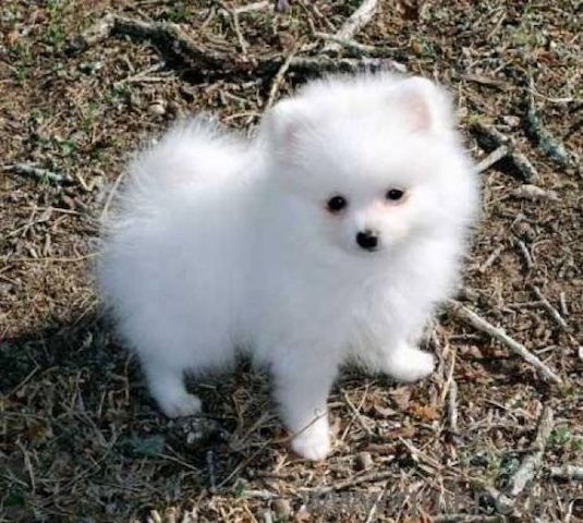 Pomeranian Welpen