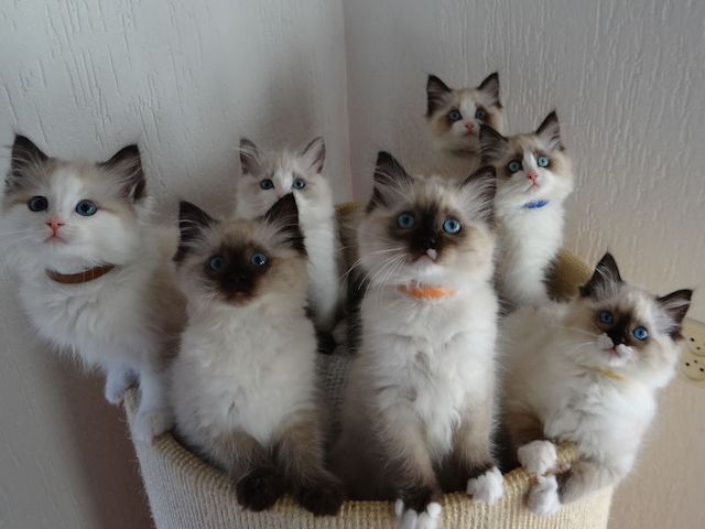 Ragdoll Kätzchen
