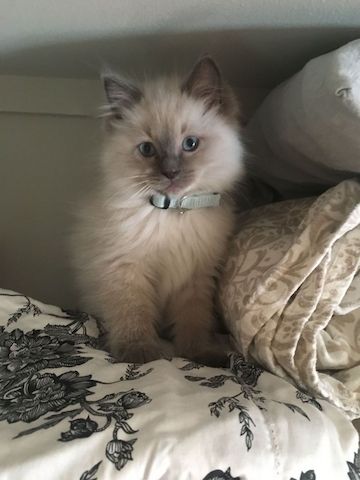 Ragdoll Kätzchen