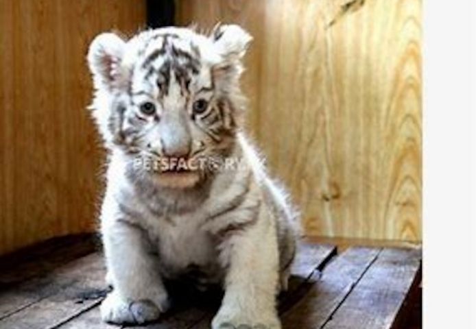 Tiger cub