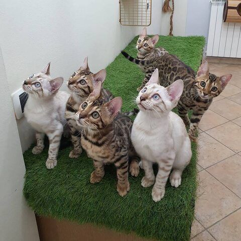 Bengal-Kätzchen zu vermitteln