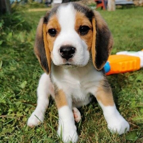 Beagle welpen
