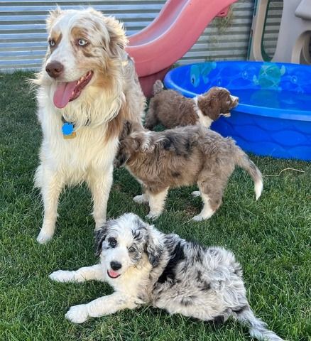 Aussie-doodle Welpen