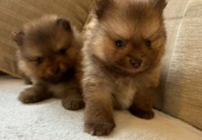 Pomenarian-Welpen zur Adoption