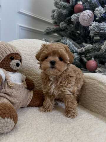 Maltipoo-Welpen zur Adoption