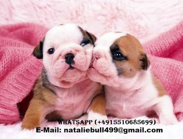 Reinrassig Englisch Bulldogge Welpen
