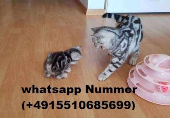 BKH Britisch Kurzhaar Katzen mit Stammbaum