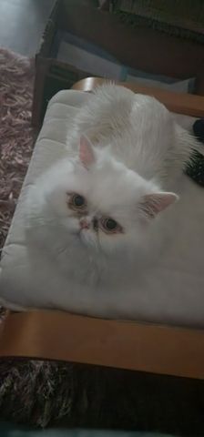 Kastrierter Kater sucht liebevolles zuhause