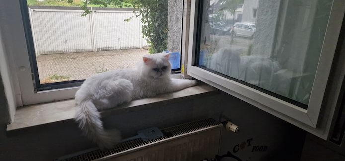 Kastrierter Kater sucht liebevolles zuhause