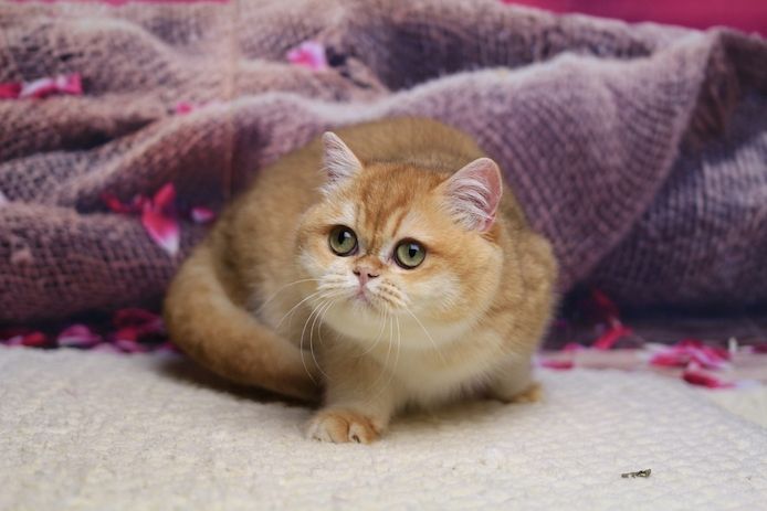Venera British Shorthair Female