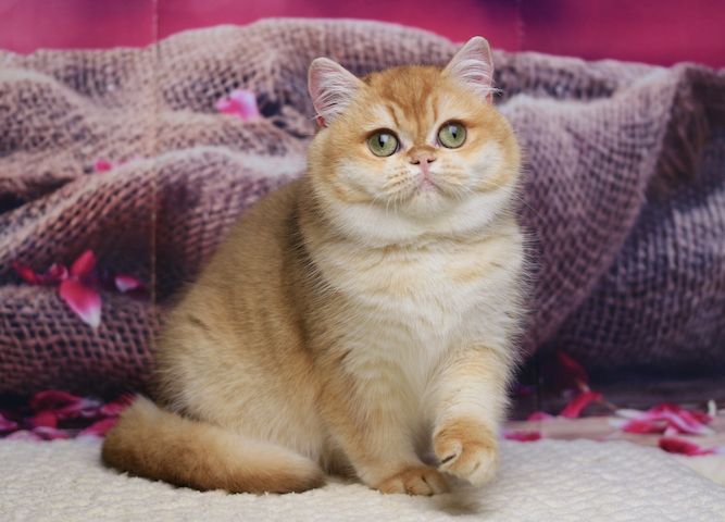 Venera British Shorthair Female